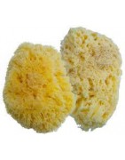  Sea sponges